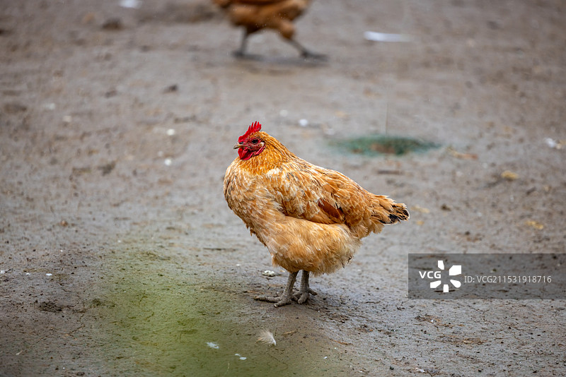 乡下农村农庄里散养的土鸡图片素材