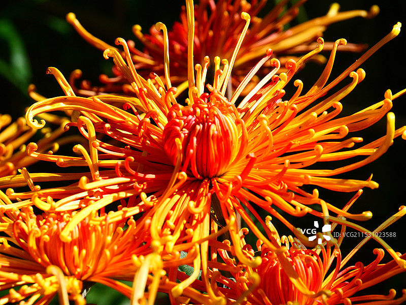 岳麓山图片素材