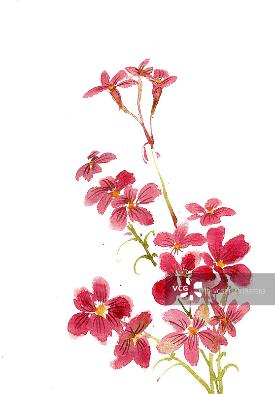 红色的小花图片素材