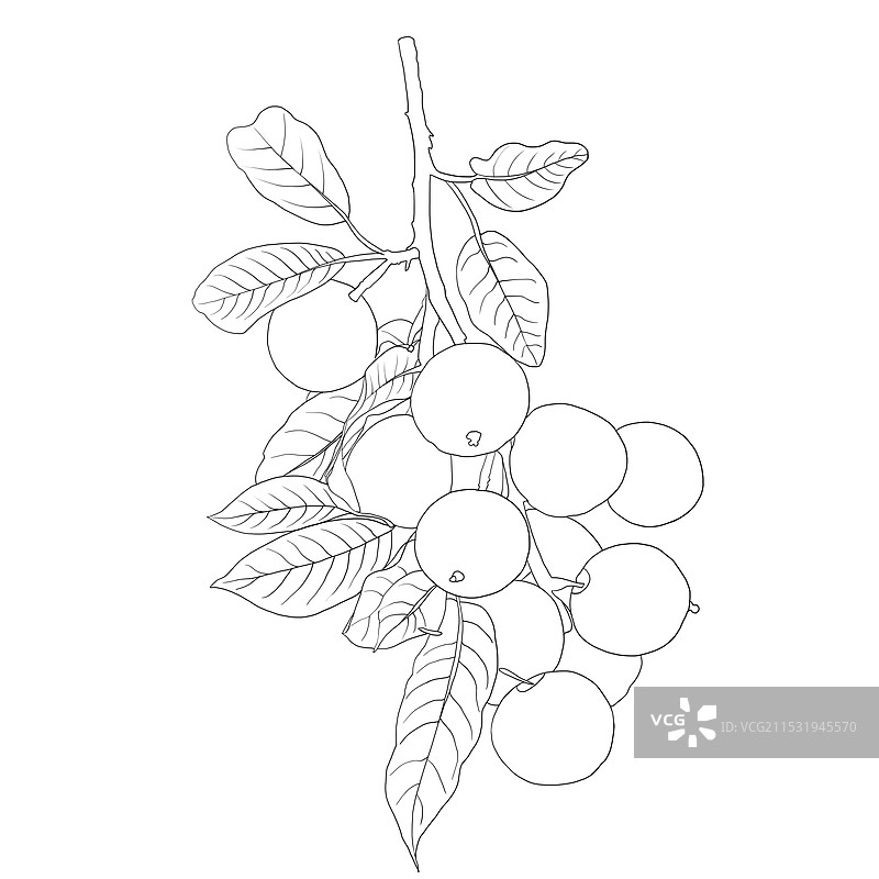 桂圆白描线稿图片素材