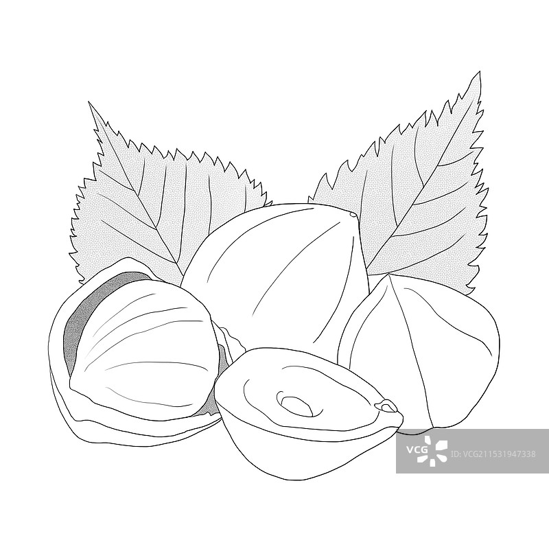 坚果榛子线描图片素材
