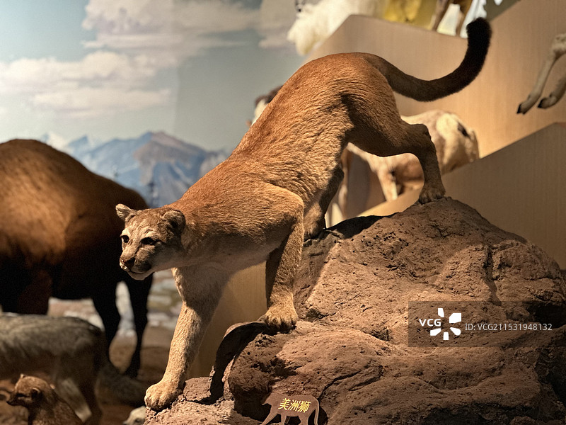 成都博物馆狮子标本图片素材