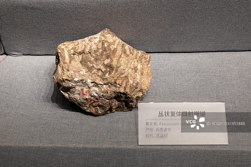 山西地质博物馆  丛状复体四射珊瑚 产地:云南婆兮时代: 泥盆纪图片素材