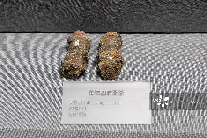 山西地质博物馆 单体四射珊瑚图片素材