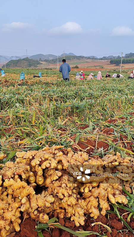 云南黄姜图片素材