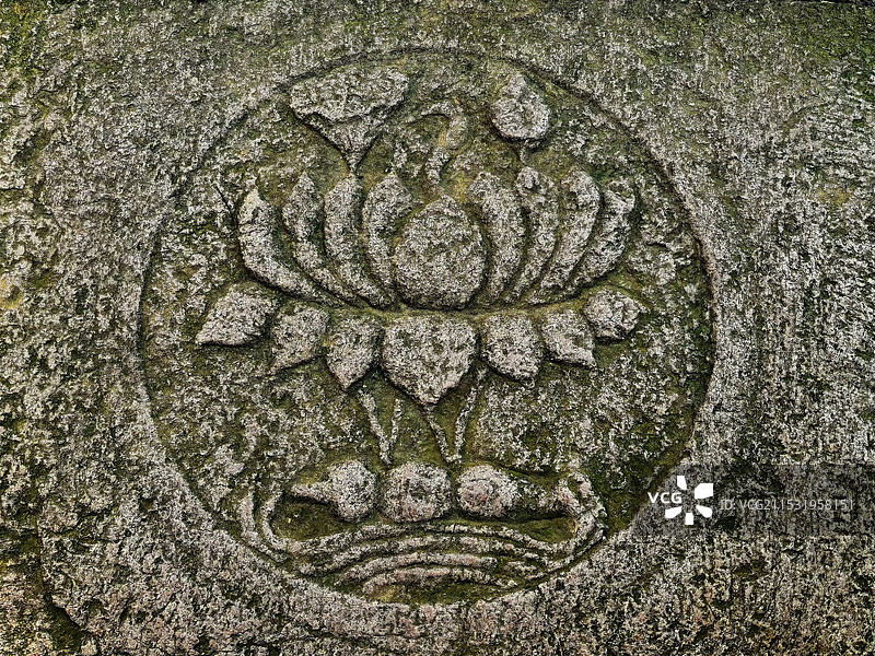 石板花图片素材