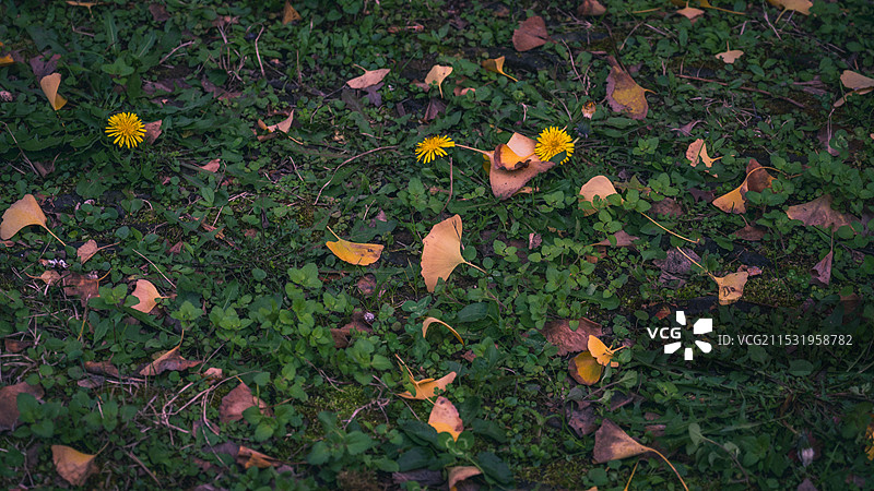 古观音禅寺银杏图片素材