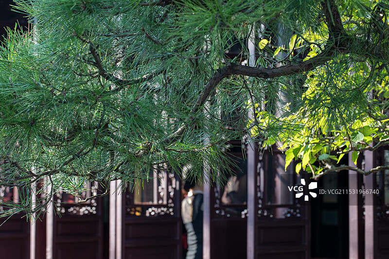 松枝与古风门窗光影图片素材