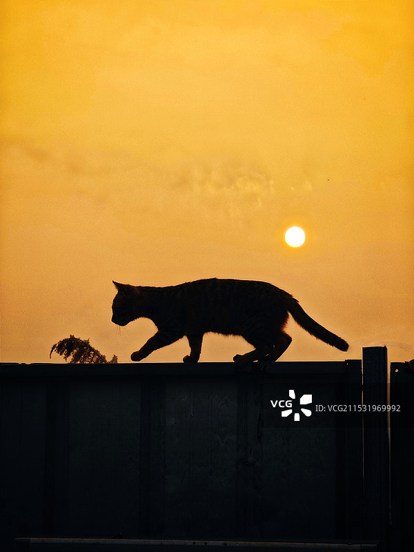 落日猫猫图片素材