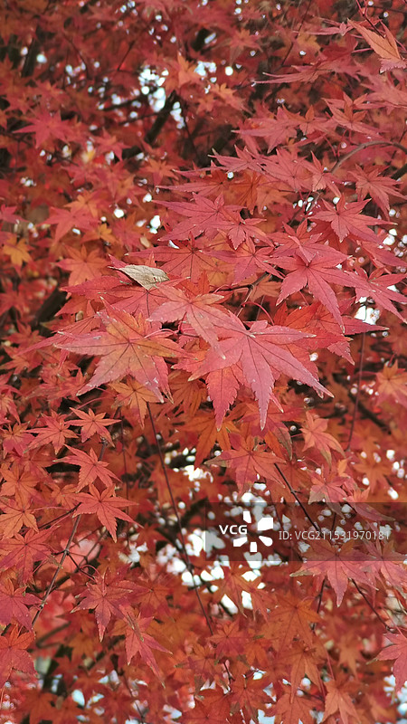 枫叶图片素材