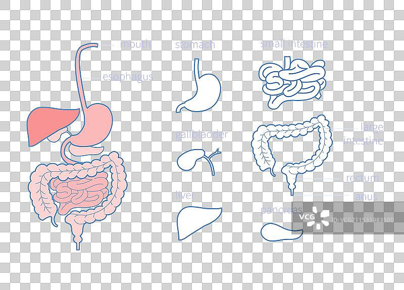 消化系统解剖 - 医学图片素材