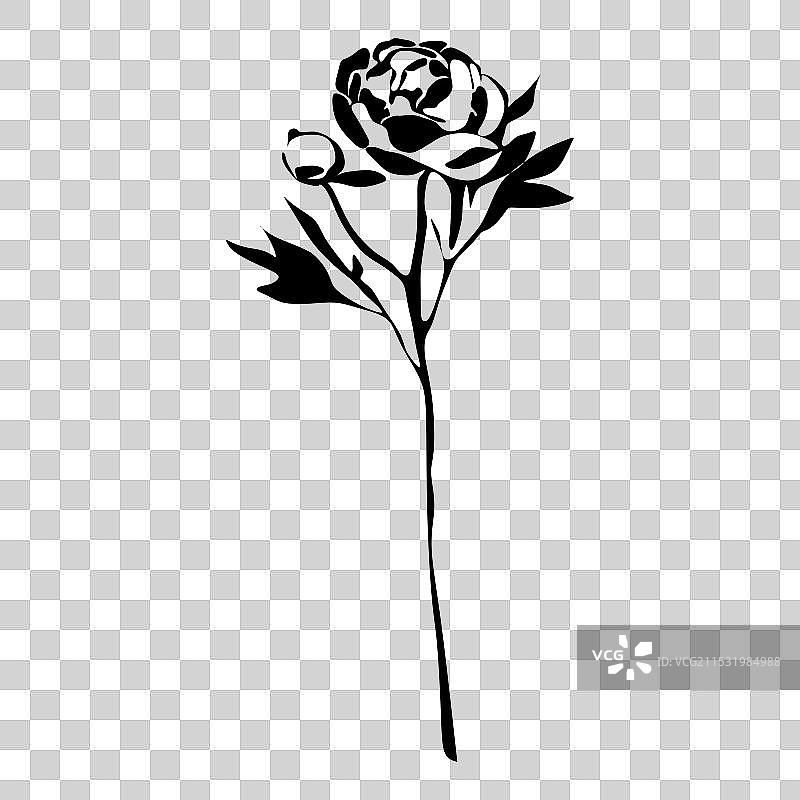 黑白牡丹剪影植物黑色图片素材