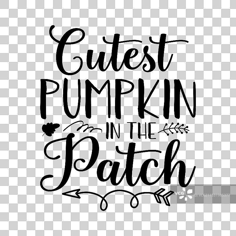 最可爱的南瓜在南瓜地里，心怀感恩图片素材