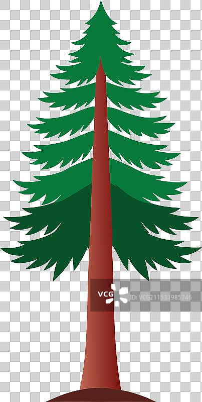 红杉树的绘画图片素材