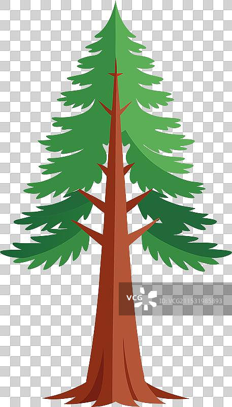 红杉树的绘画图片素材