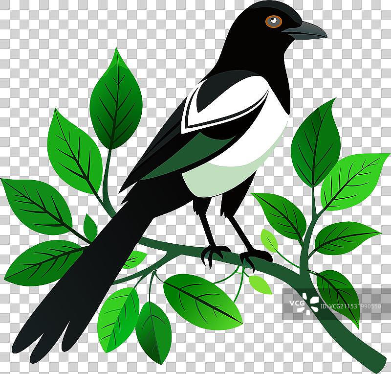 在树枝上栖息的艺术喜鹊鸟图片素材