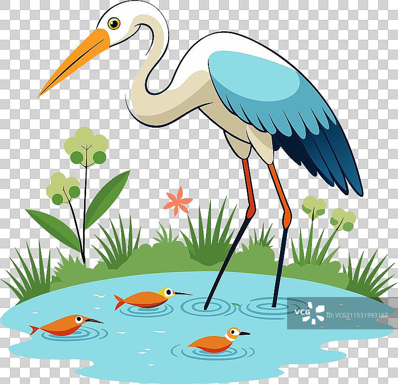 一只鹳正在水渠中捕猎小鱼图片素材