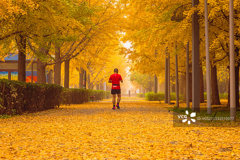 秋天银杏图片素材