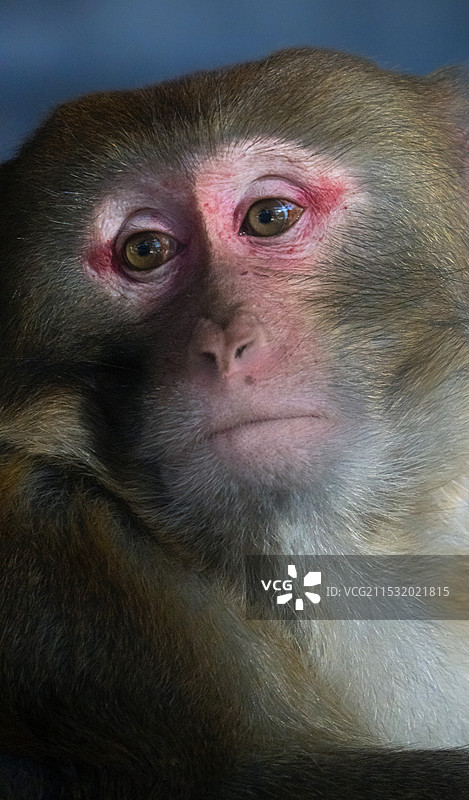 猴子很无奈图片素材