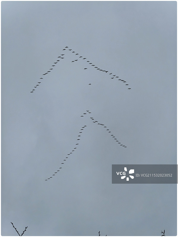 大雁 雁阵图图片素材