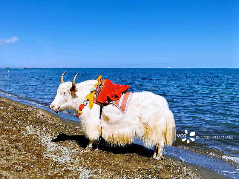 青海湖边吉祥与幸福‌的白牦牛图片素材