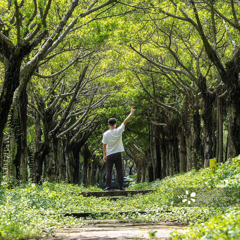 城市林荫大道、森林小径图片素材