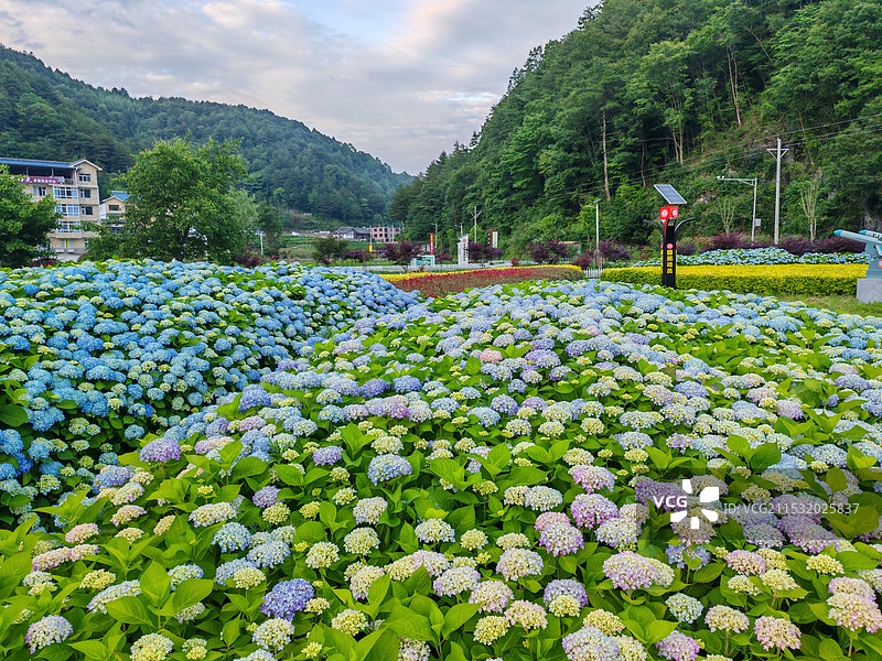 绣球花丛图片素材