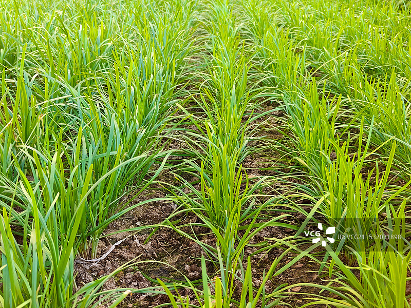 冬天小雪节气的韭菜图片素材
