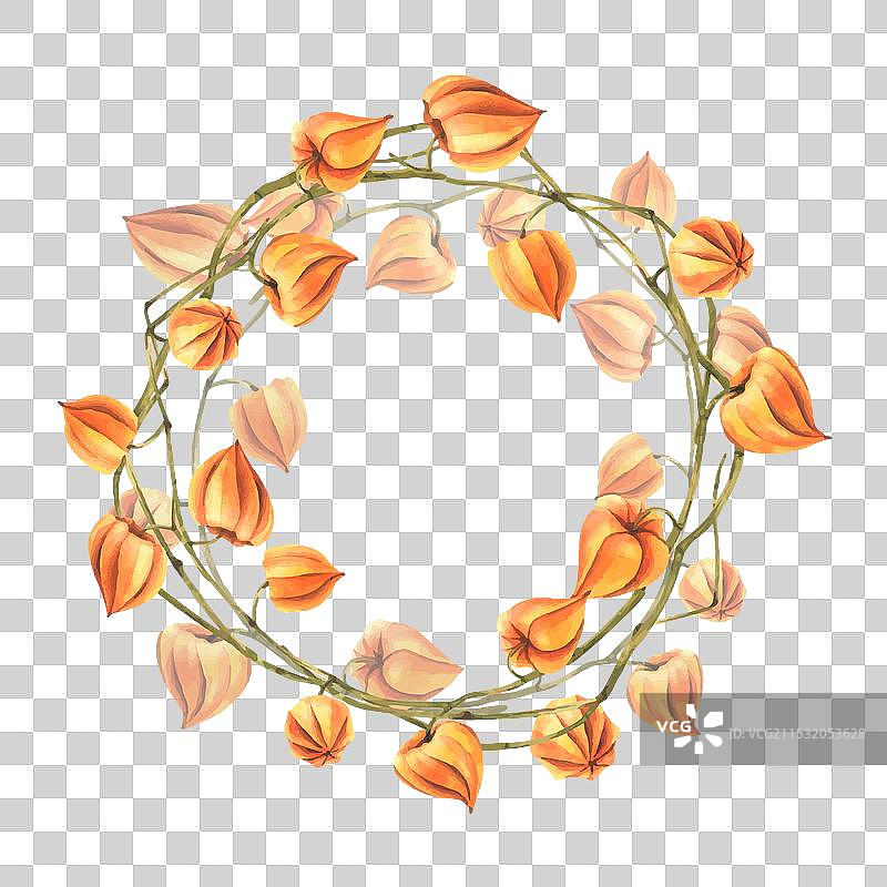 干燥的秋季橙色灯笼果浆果挂在枝头图片素材