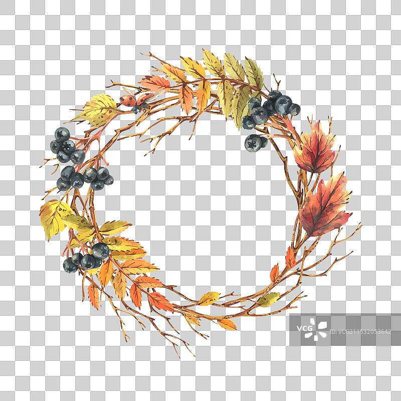 秋季浆果， chokeberry，山楂树叶，枫树叶图片素材