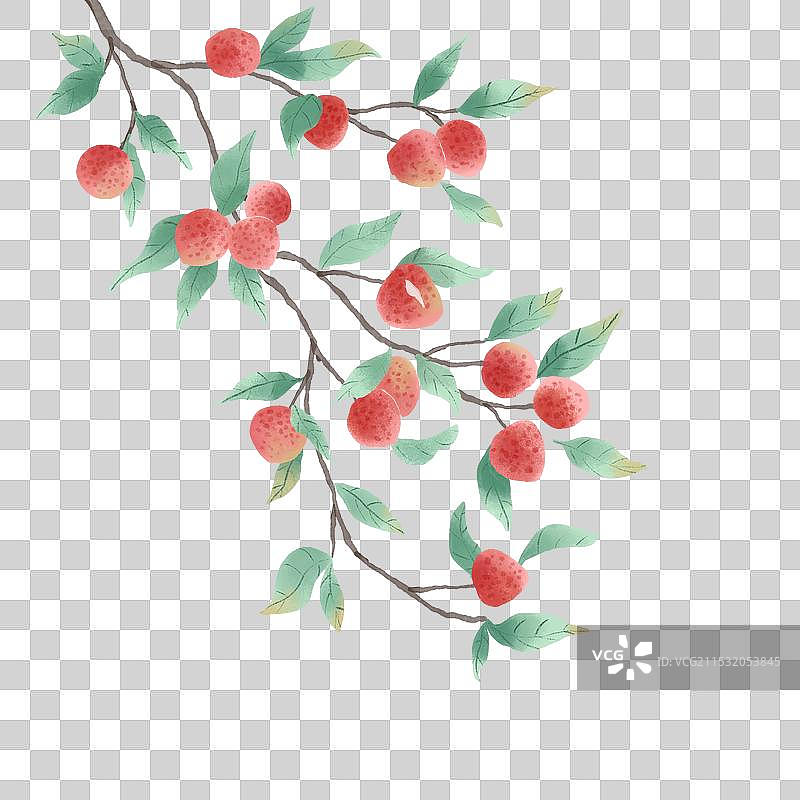 水墨水彩风插画荔枝图片素材