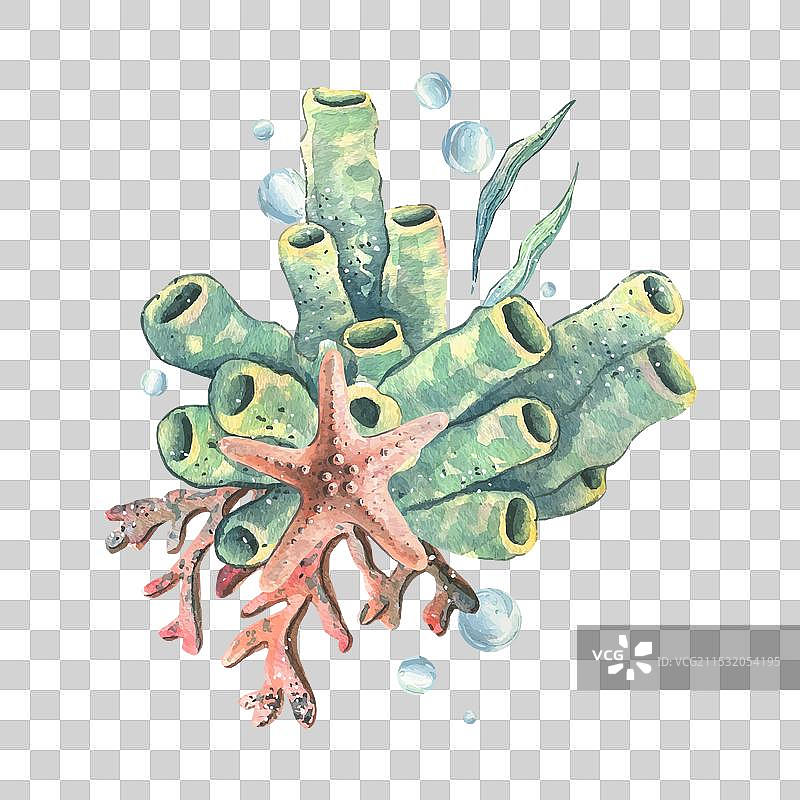 海星、珊瑚、海绵、藻类和气泡图片素材