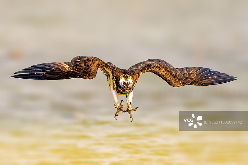 大鶚捉鱼图片素材