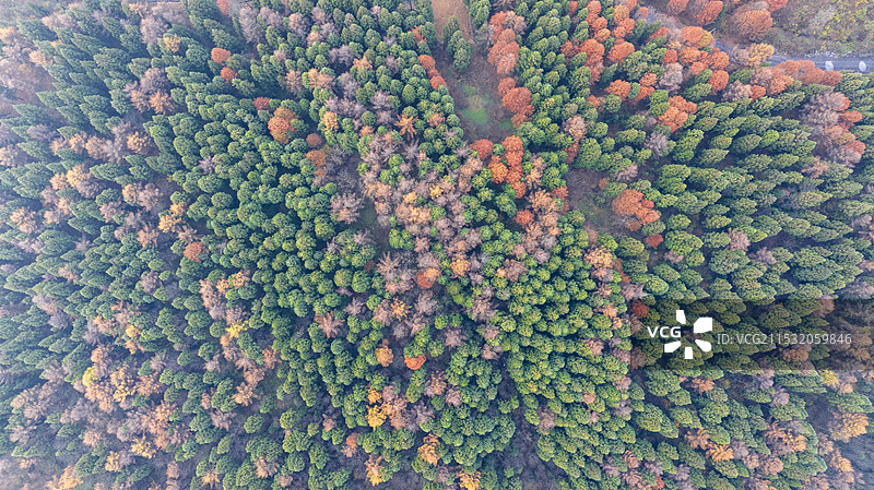 秋冬季林场清晨云雾缭绕五彩斑斓风景如画图片素材