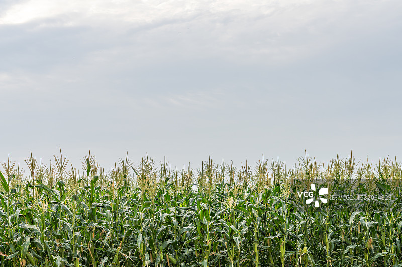 厦门市翔安区西岩山都市田园水果玉米地图片素材