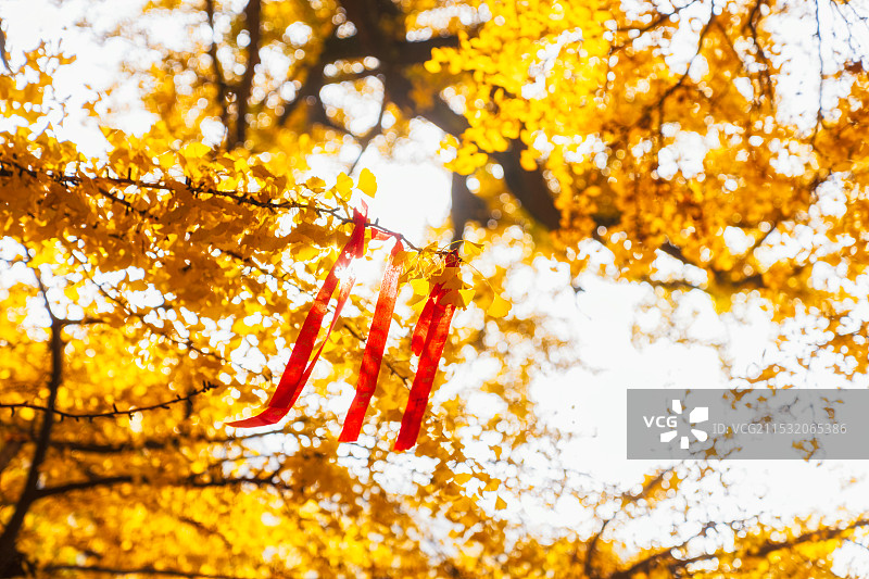 河南，平顶山市，鲁山，四棵树乡，平沟村，文殊寺，俺窟沱寺，唐贞观二年（628年）2800年树龄银杏图片素材