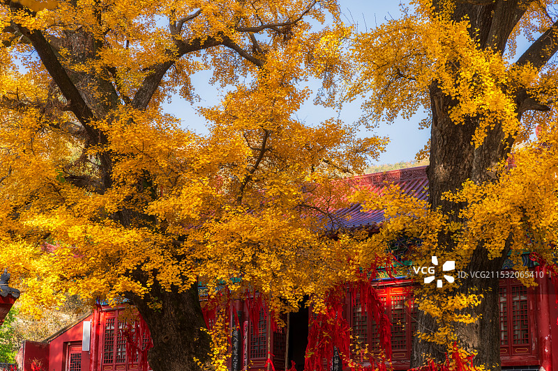 河南，平顶山市，鲁山，四棵树乡，平沟村，文殊寺，俺窟沱寺，唐贞观二年（628年）2800年树龄银杏图片素材