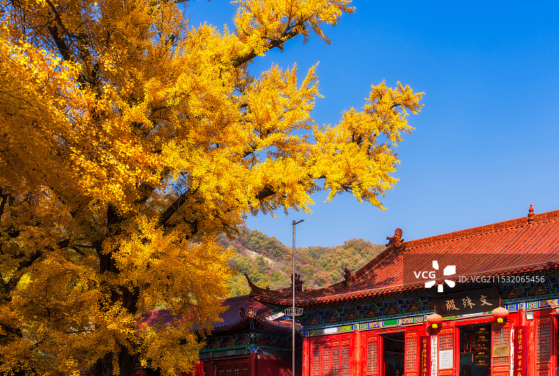 河南，平顶山市，鲁山，四棵树乡，平沟村，文殊寺，俺窟沱寺，唐贞观二年（628年）2800年树龄银杏图片素材