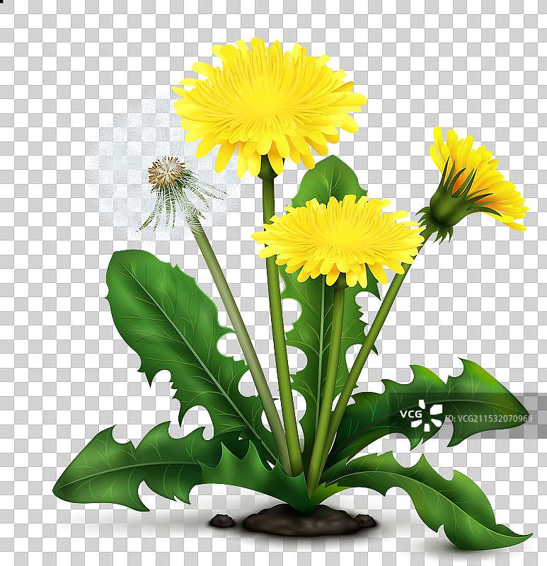 逼真的蒲公英图片素材