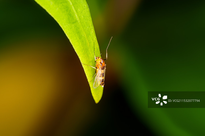 双线环足摇蚊图片素材