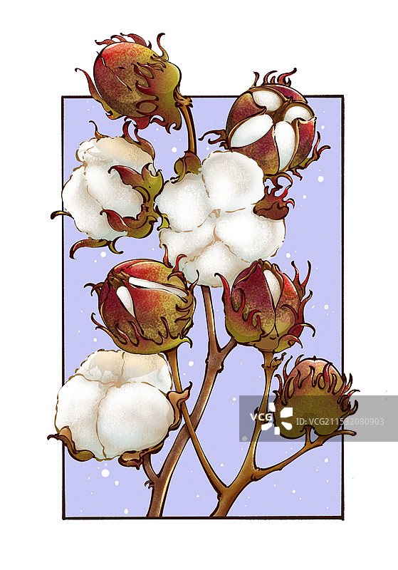 一束即将丰收的棉花图片素材