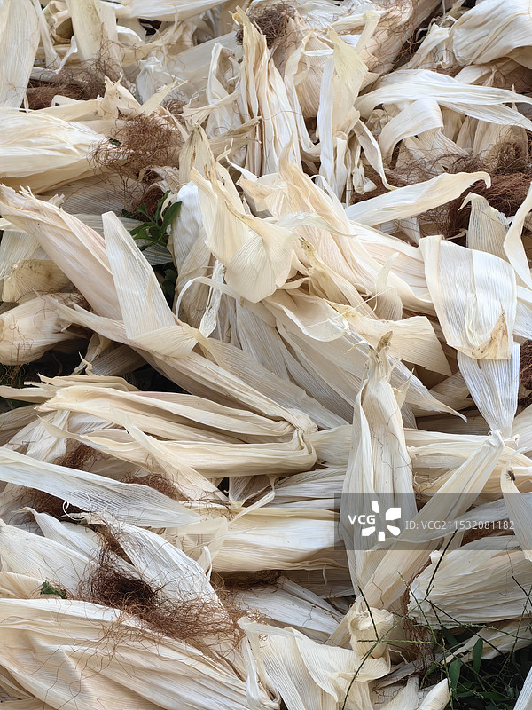 玉米须图片素材