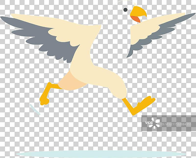 鸟类生活在野生栖息地的动物物种图片素材