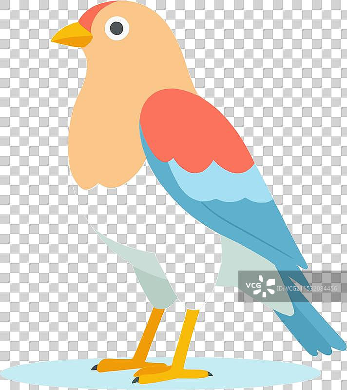 鸟类生活在野生栖息地的动物物种图片素材