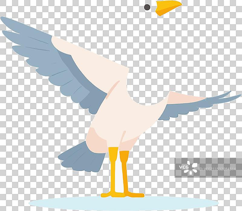 鸟类生活在野生栖息地的动物物种图片素材