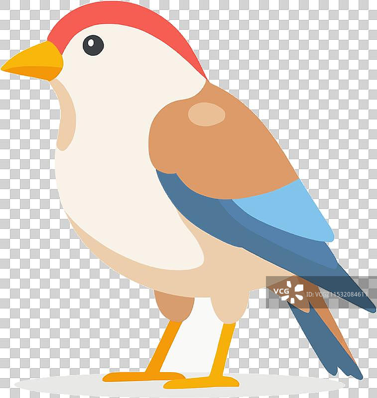 野生动物飞翔在自然环境中图片素材