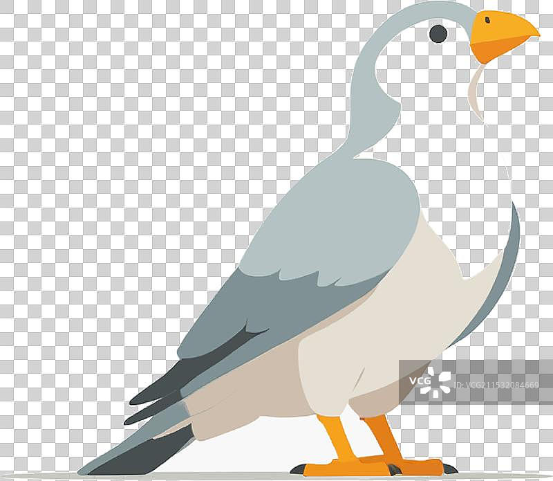 野生动物飞翔在自然环境中图片素材