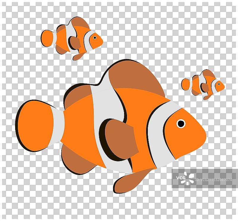 可爱的 clown fish 热带珊瑚礁鱼在游泳图片素材