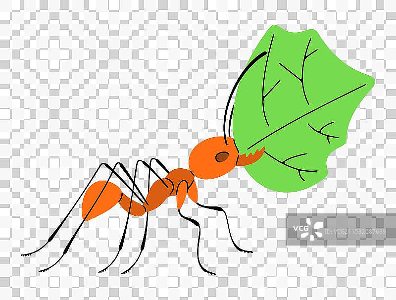 剪叶蚁沿着小径搬运叶子图片素材