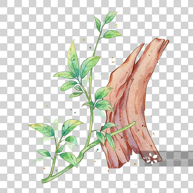 沉香手绘中药材水彩插画图片素材